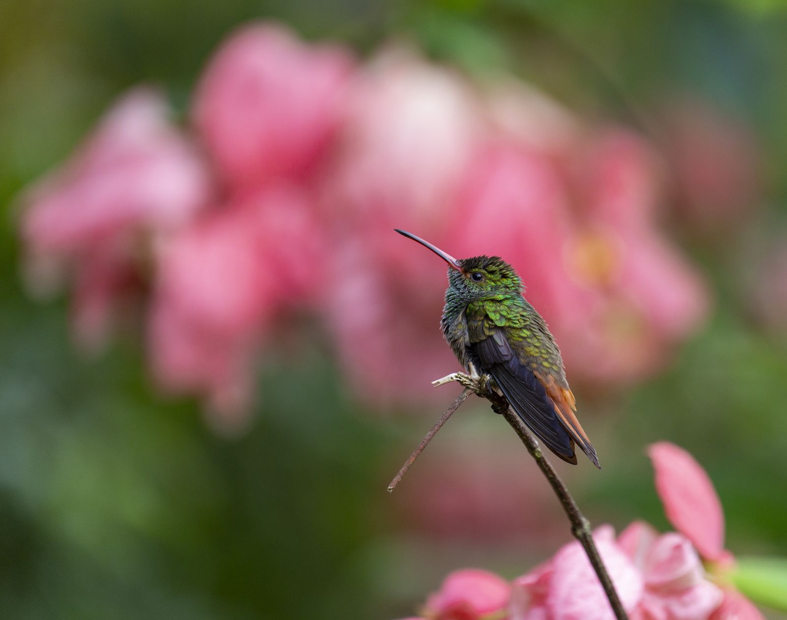Hummingbird beside pink flowers
