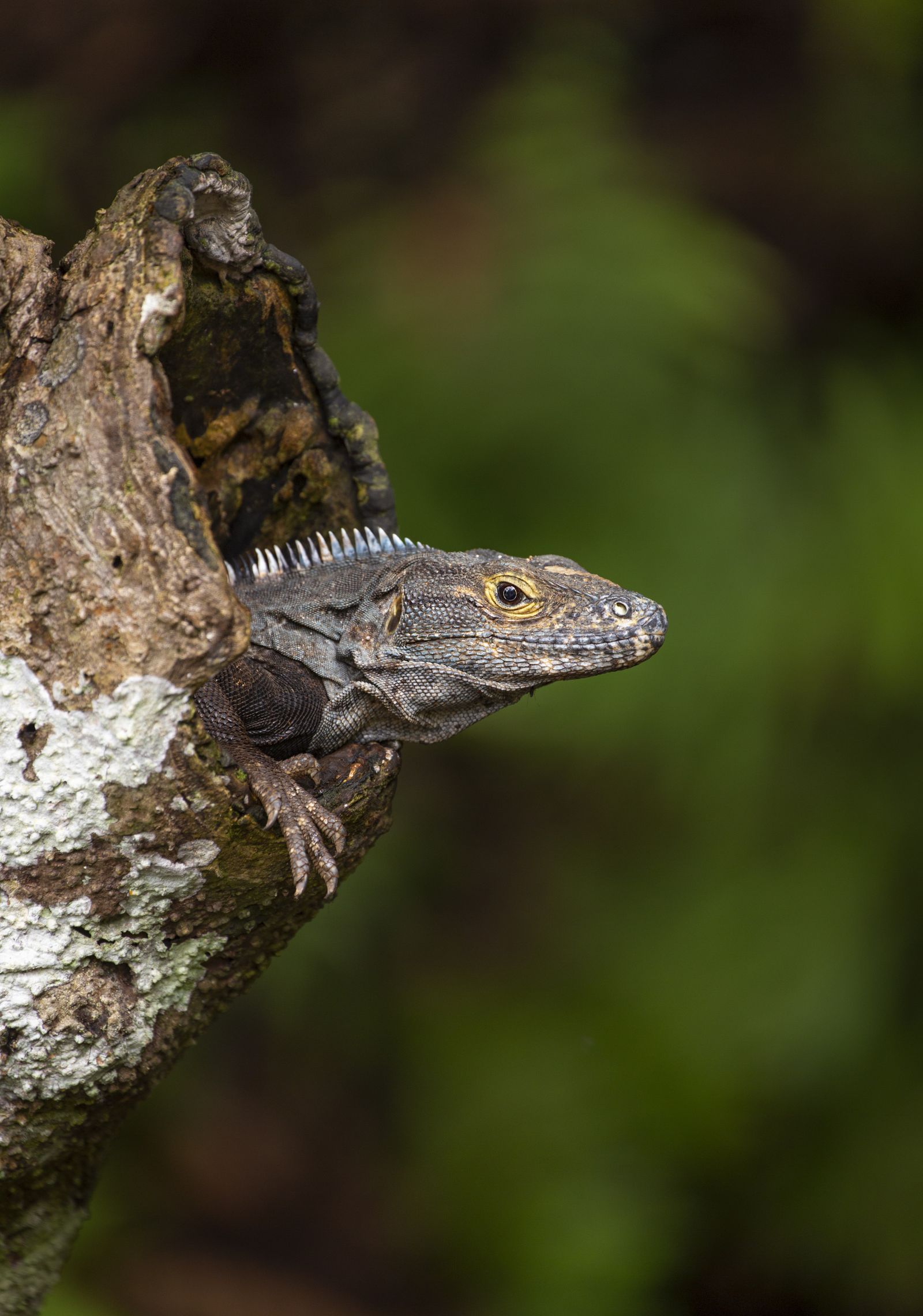 Iguana resting on a tree trunk