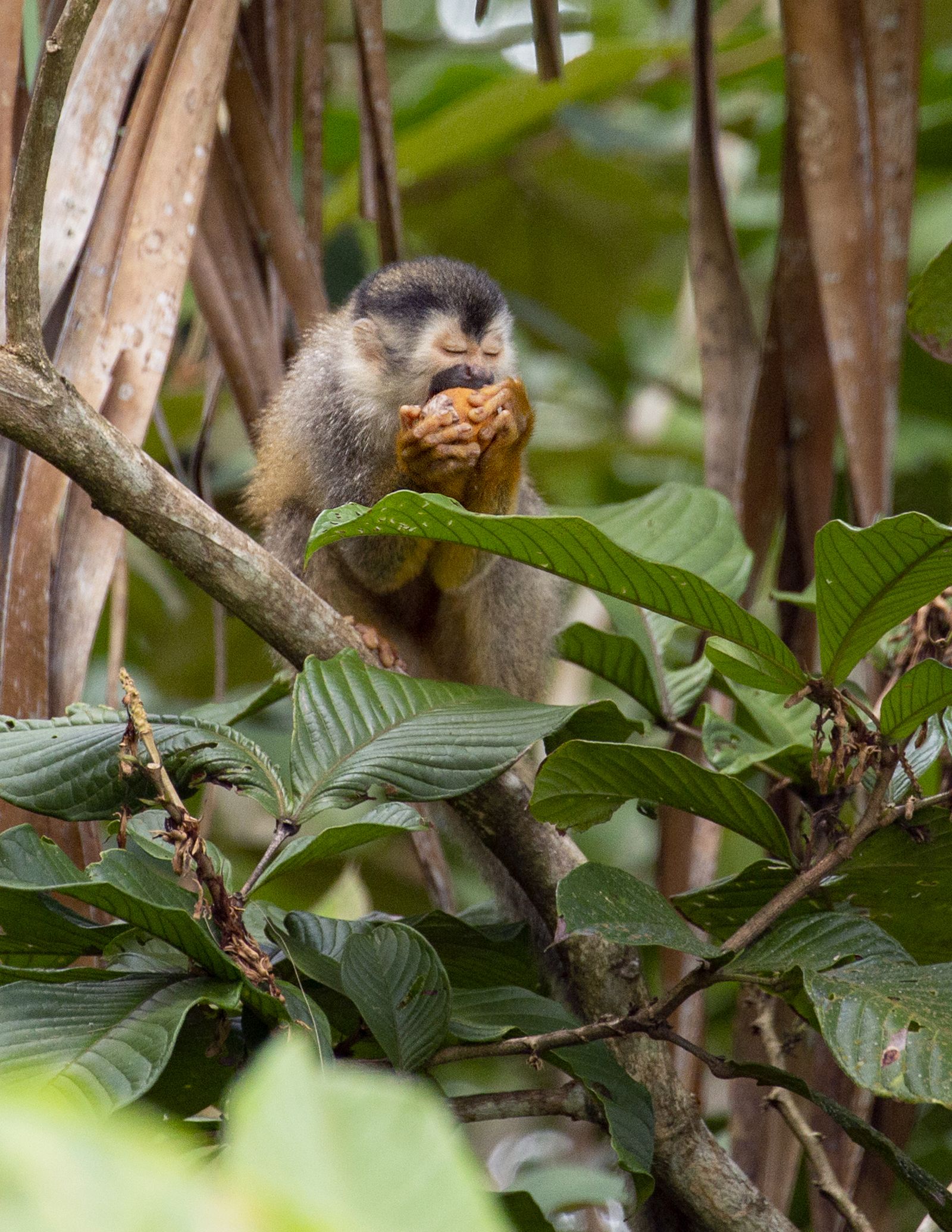 Squirrel monkey eating among leaves
